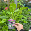 Hesperis matronalis purple 9cm / 2L