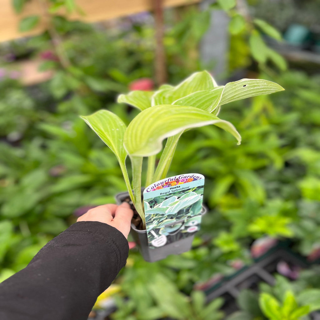 Hosta 'Regal Splendor' 9cm