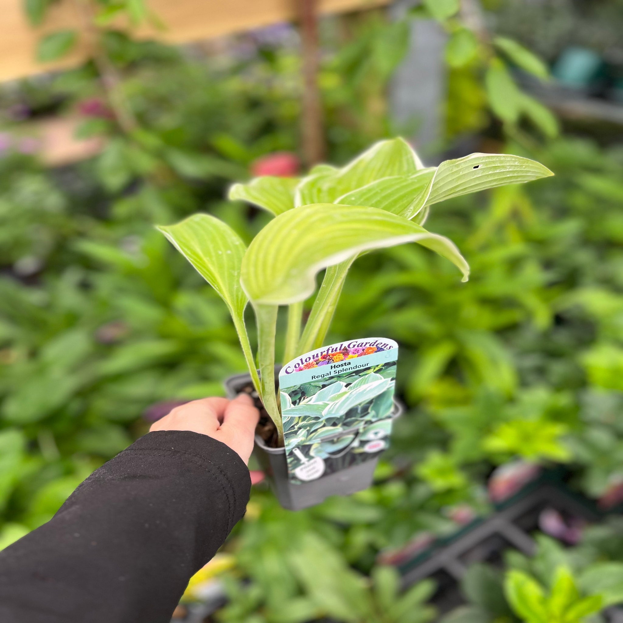 Hosta 'Regal Splendor' 9cm