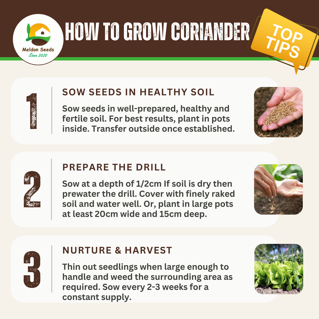 Perfect for Pots Herb Seed Starter Bundle 6 Easy to Grow Herbs Ideal from Growing Indoors in Pots or Containers