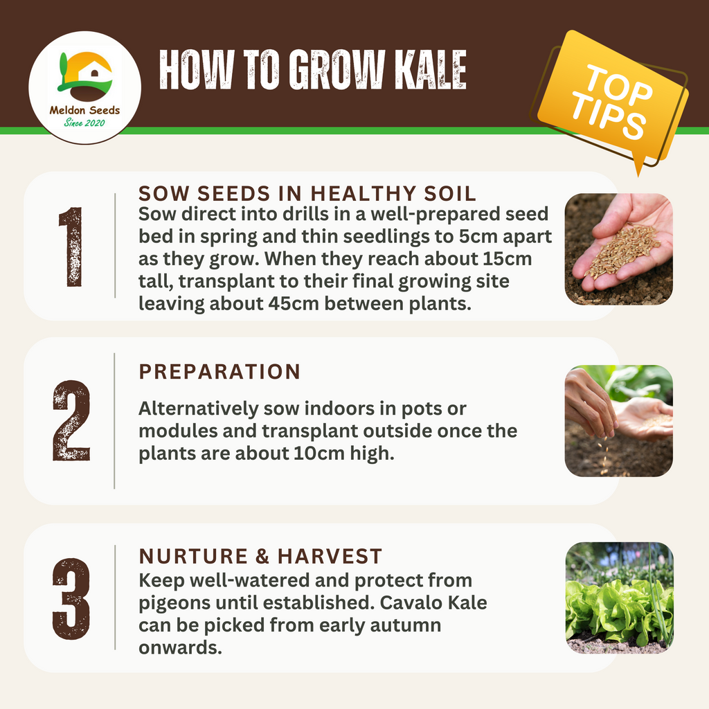 Winter Hardy Vegetable Collection. 6 Easy to Grow Hardy Vegetable Varieties