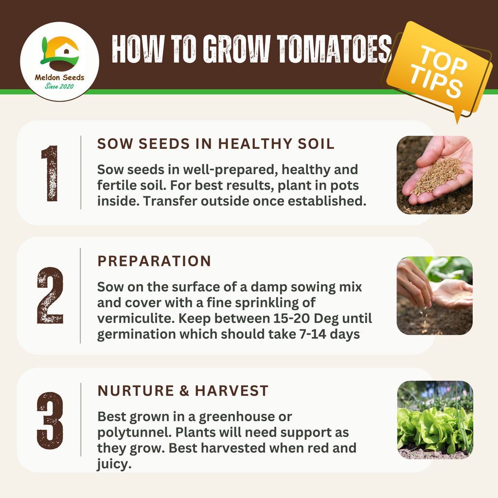 Vegetables Garden Starter Collection. 6 Easy to Grow Vegetable Varieties