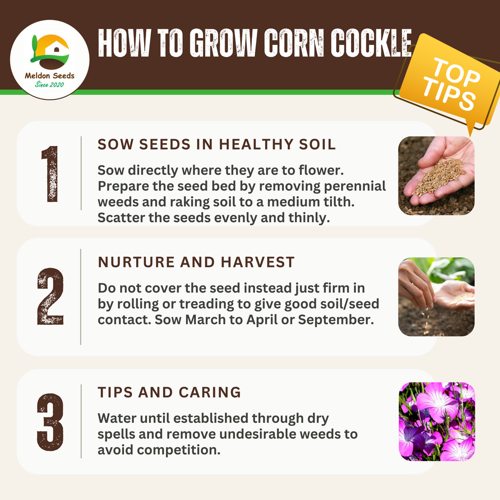 Wildlife Attracting Collection. 5 Native Wild Flower Varieties