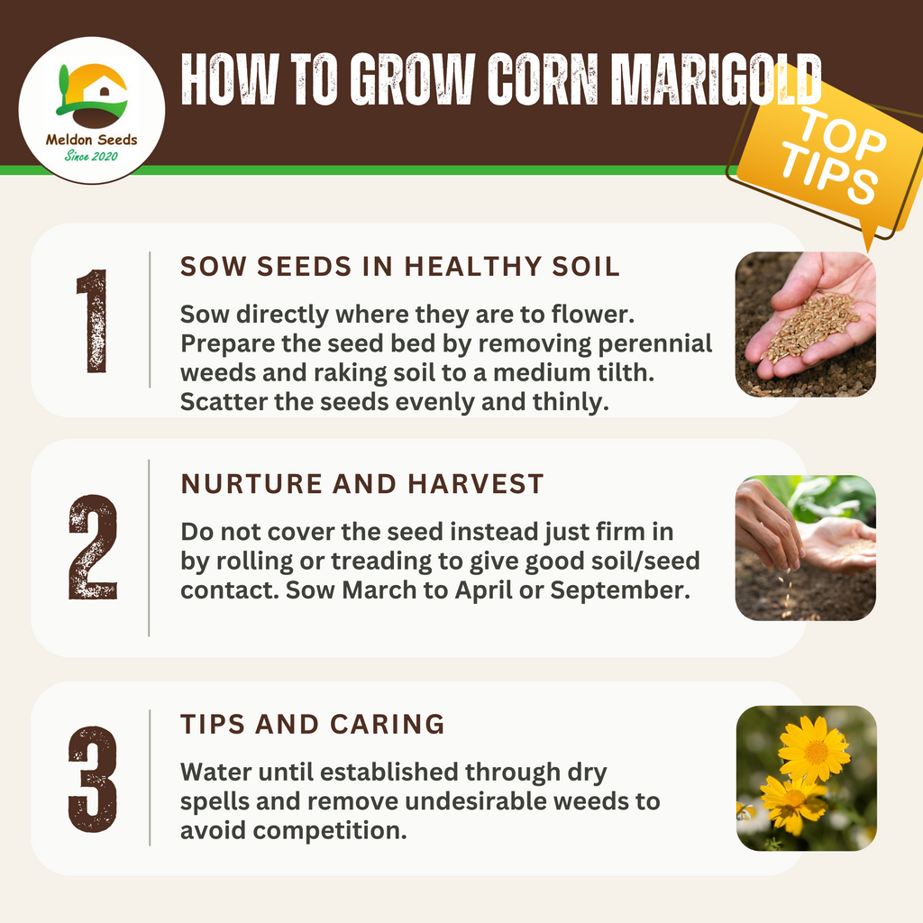 Wildlife Attracting Collection. 5 Native Wild Flower Varieties