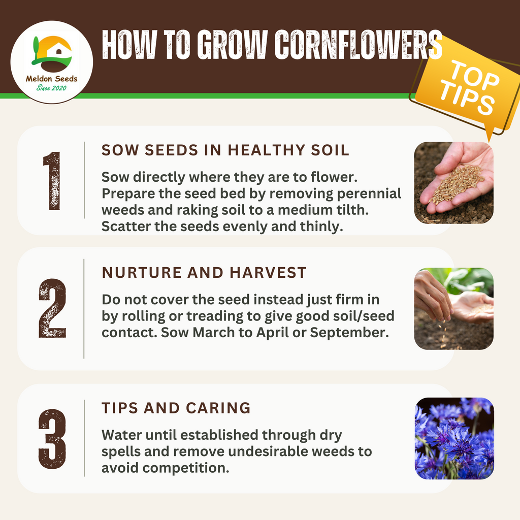 Corn Flower Collection. 3 Native Corn Flower Varieties