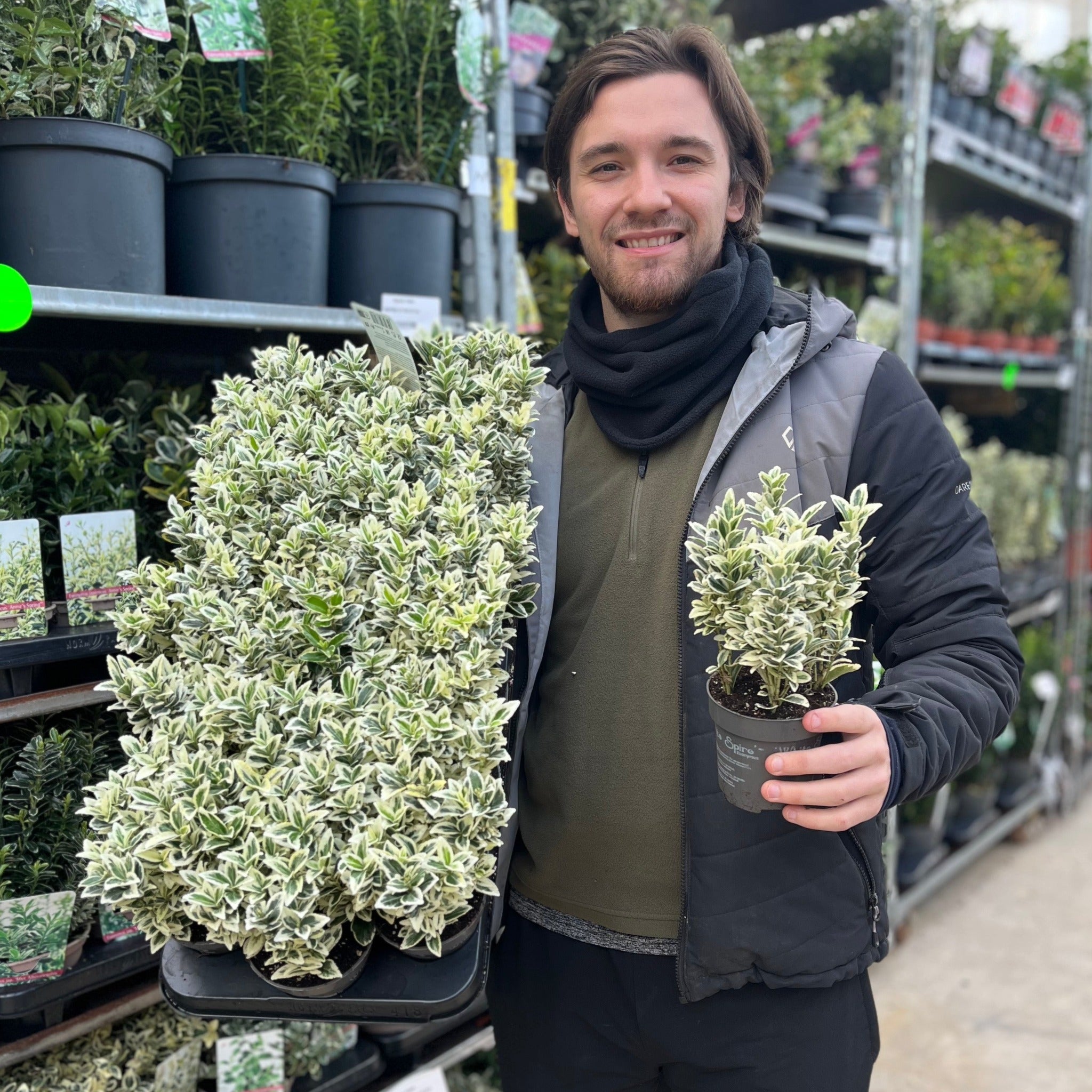 Euonymus japonicus 'White Spire' 9cm-4L (Multibuy Offers Available)