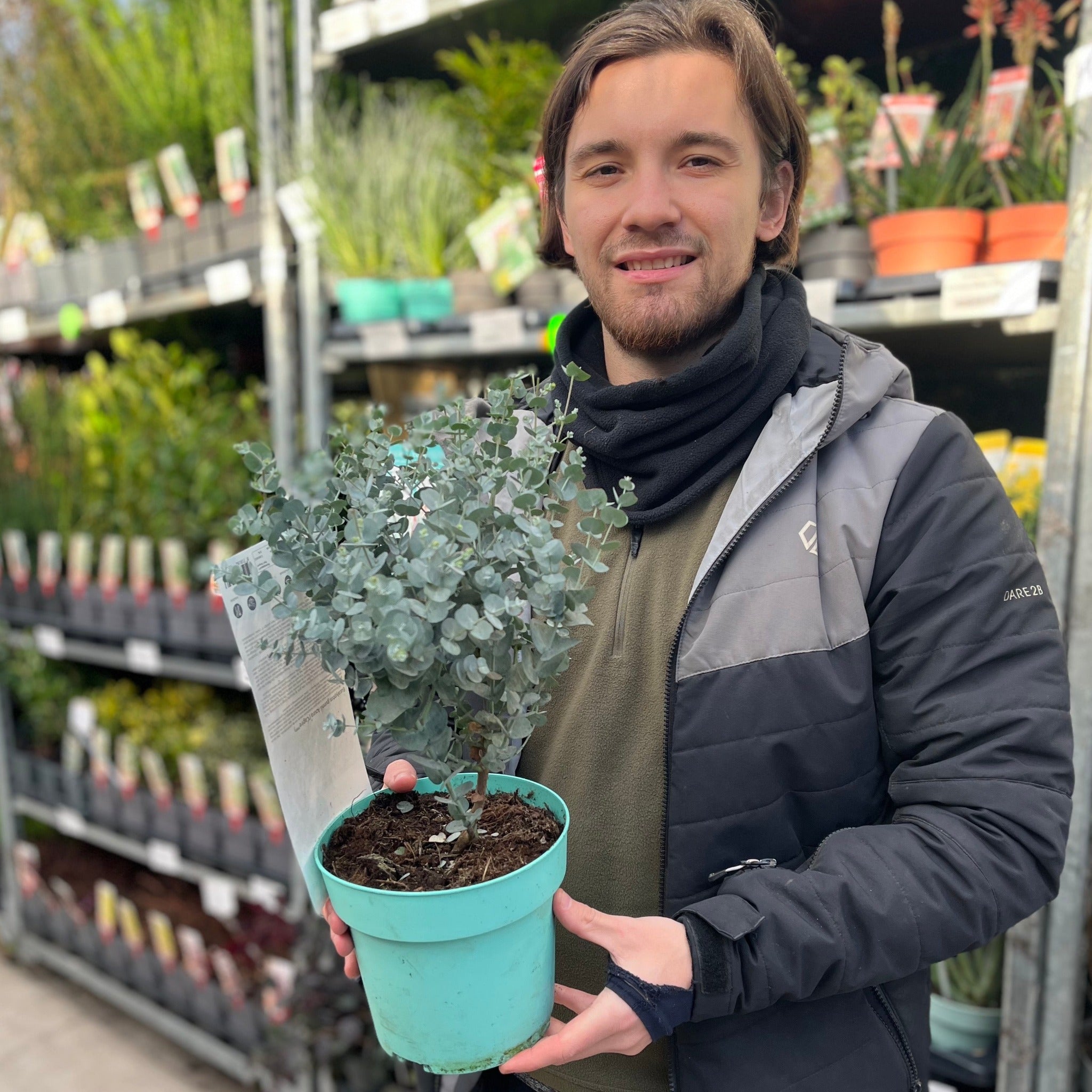 Eucalyptus gunnii Azura (2L Pot)