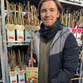 Dwarf Patio Cherry Tree 'Regina' (2 Sizes Available)
