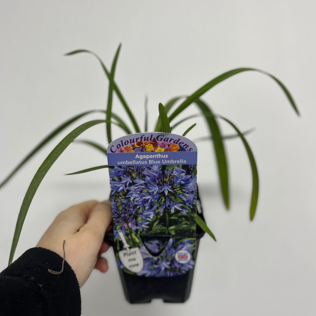 Agapanthus 'Blue Umbrella' 9cm / 2L