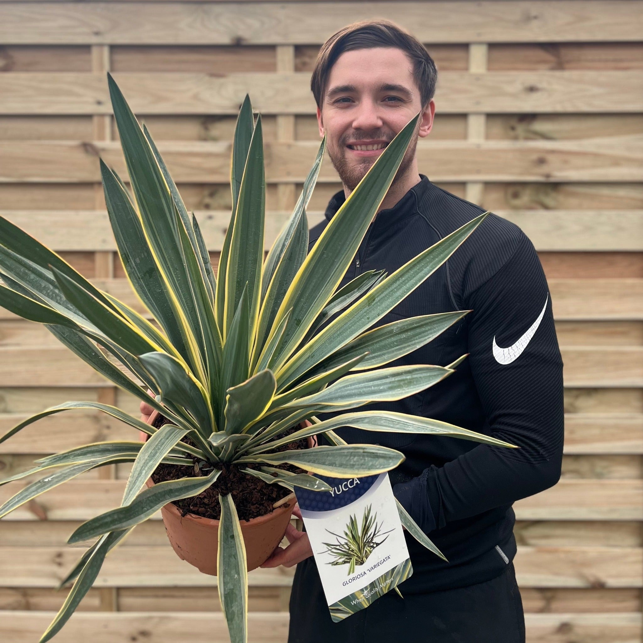 Yucca 'Gloriosa' Variegata 9cm / 3L / 7.5L