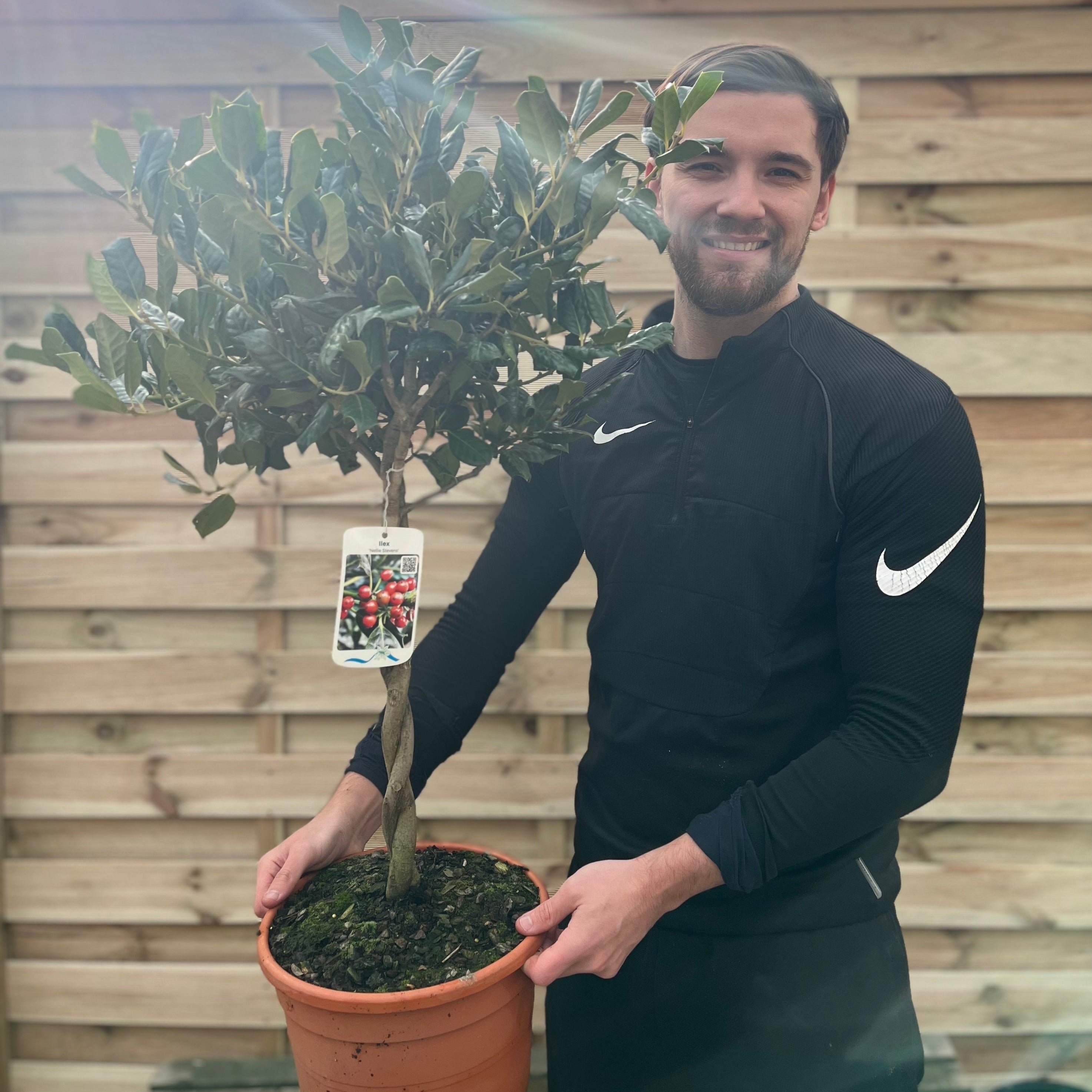 Standard Plaited Holly Tree | Ilex 'Nellie Stevens'| 100cm
