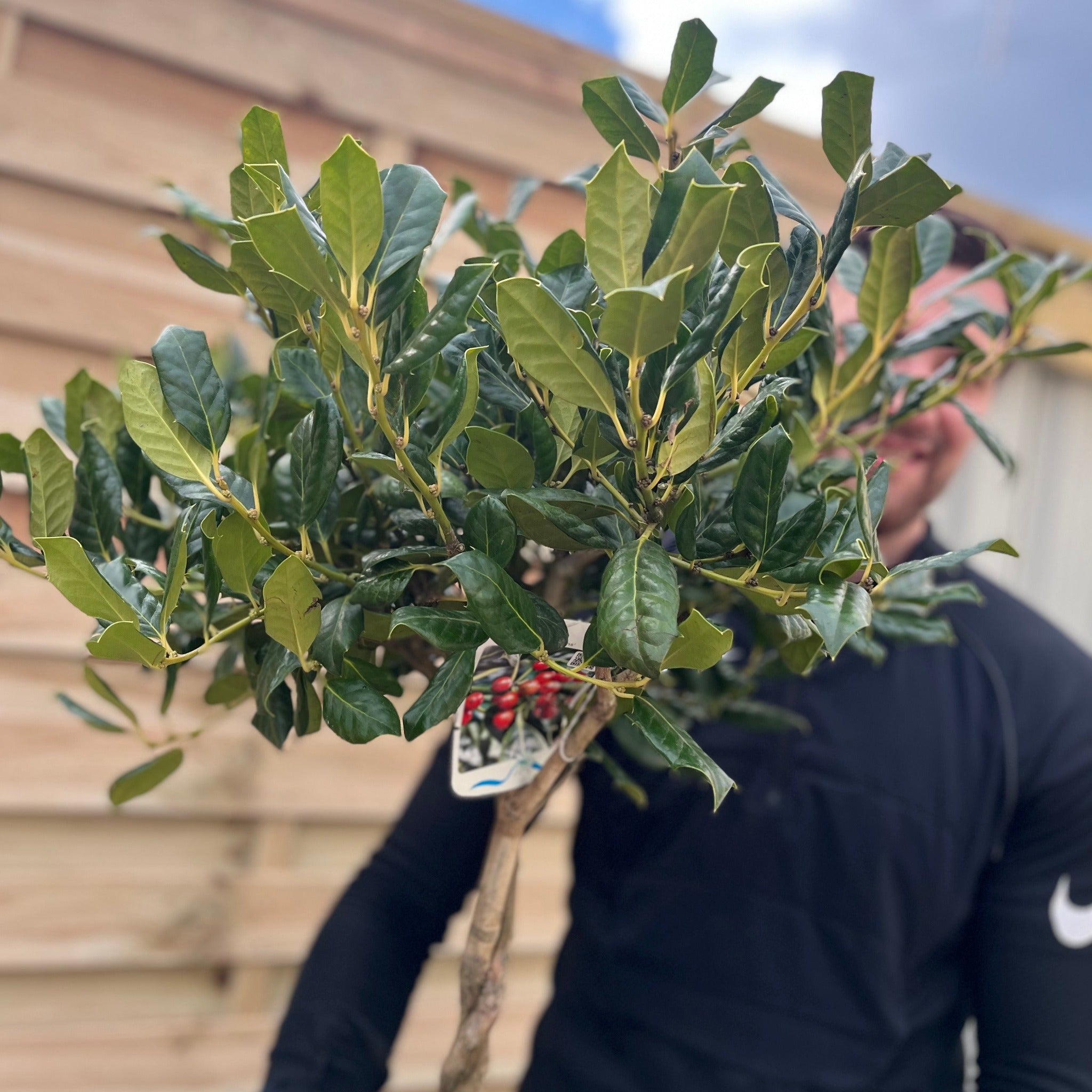 Standard Plaited Holly Tree | Ilex 'Nellie Stevens'| 100cm