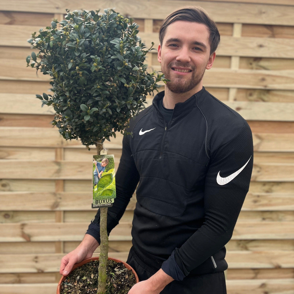 Buxus Topiary Ball on Stem | Buxus sempervirens Topiary | 80-90cm/160cm