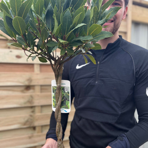 Braided Stem Standard Bay Tree | Laurus nobilis |5L -  75-85cm