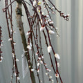 Salix 'Kilmarnock' Weeping Willow Standard 120-150cm