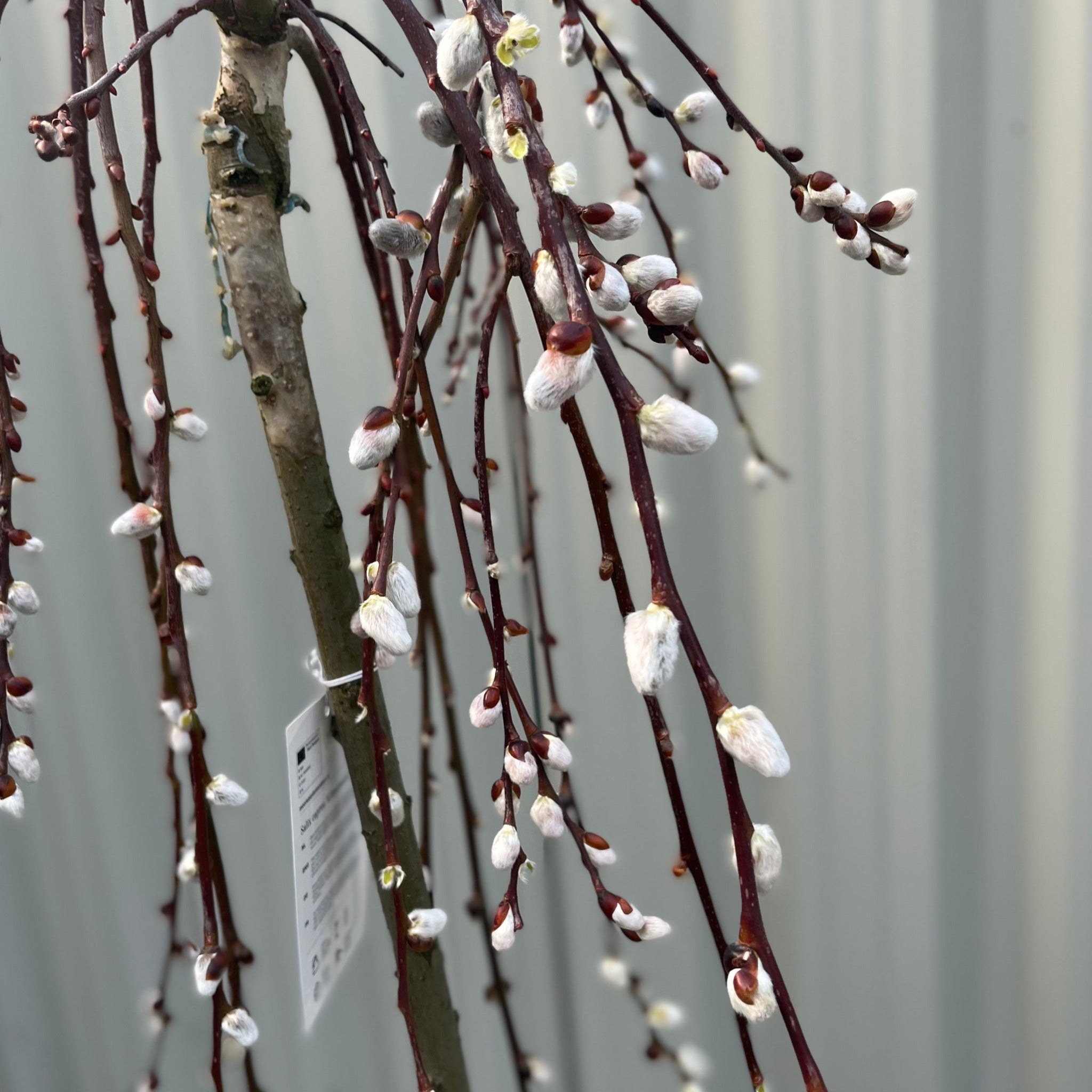 Salix 'Kilmarnock' Weeping Willow Standard 120-150cm