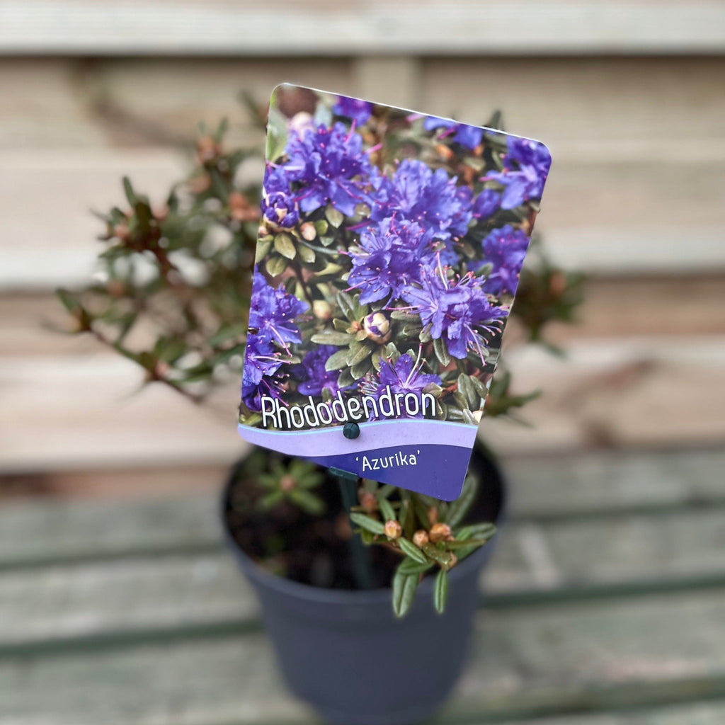 Rhododendron 'Azurika' 2L