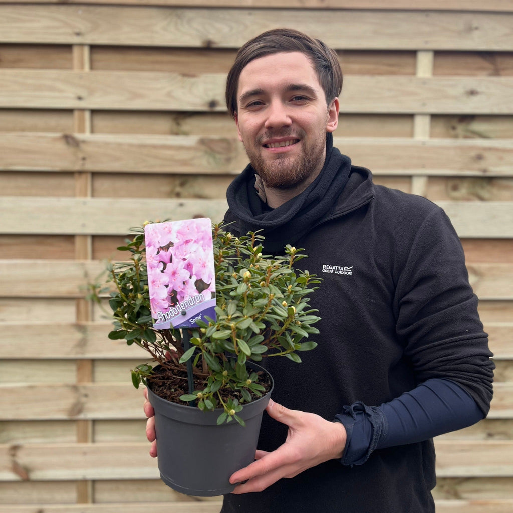 Dwarf Rhododendron 'Snipe' 1L