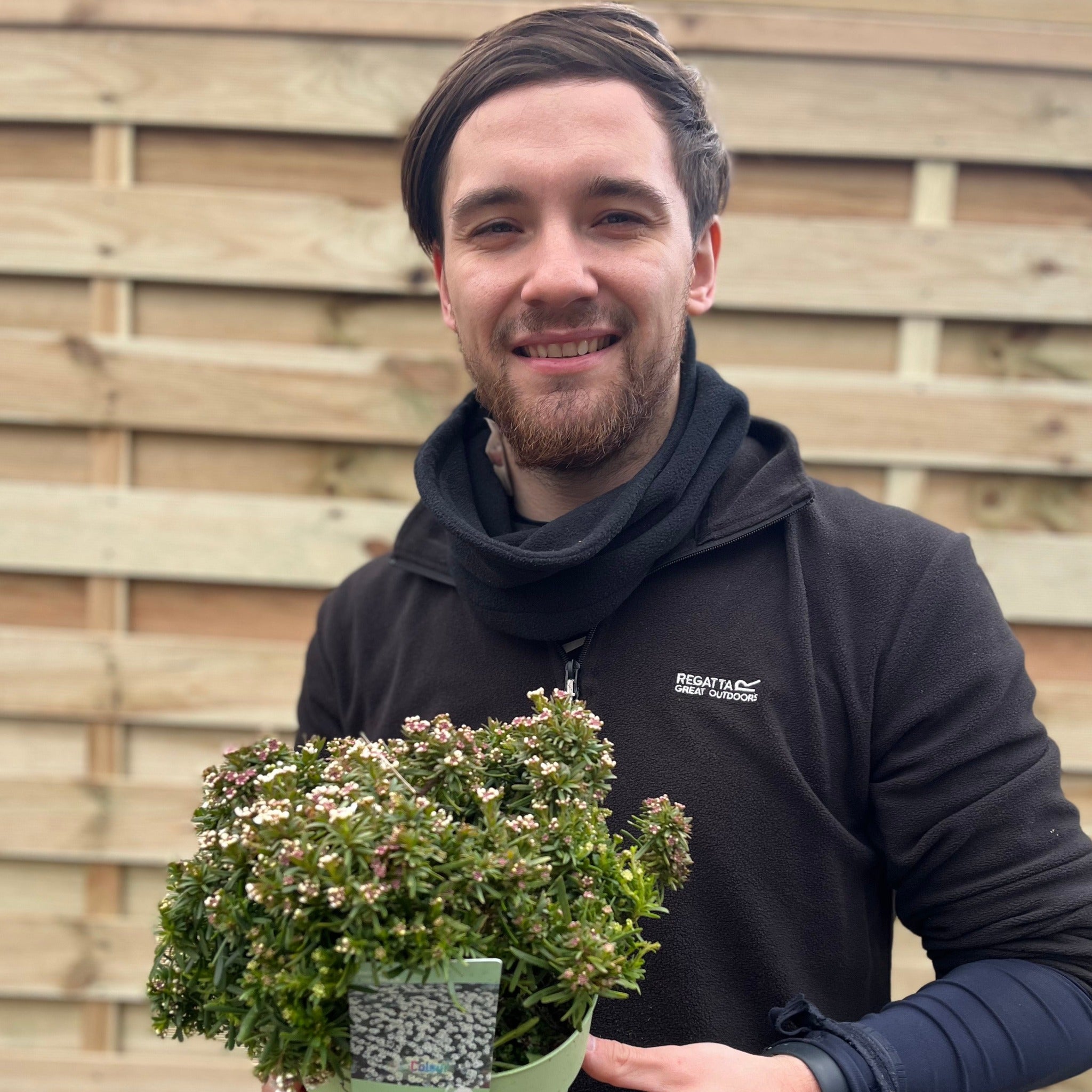 Iberis sempervirens 'Fishbeck' 2L