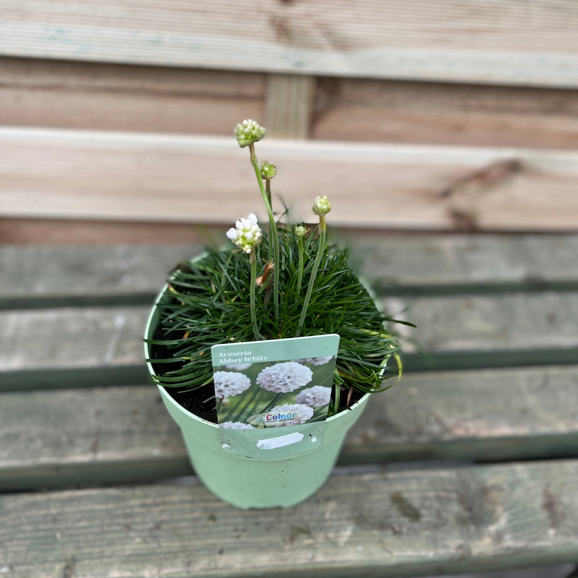 Armeria pseudarmeria White 9cm / 3L
