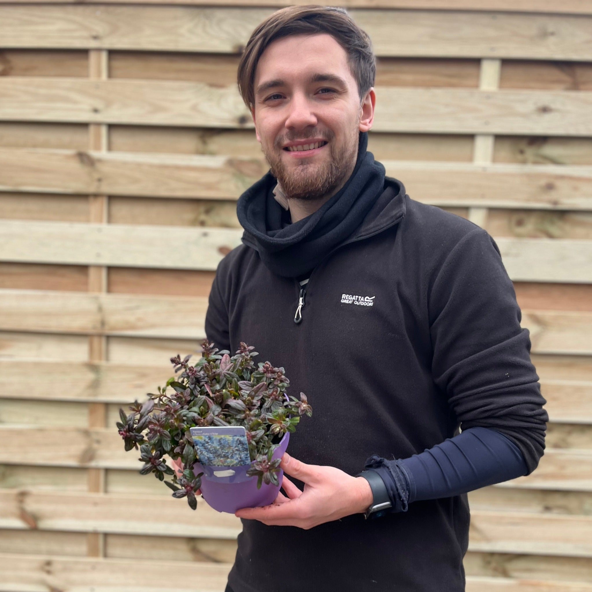 Ajuga 'Chocolate Chip'  9cm/2L