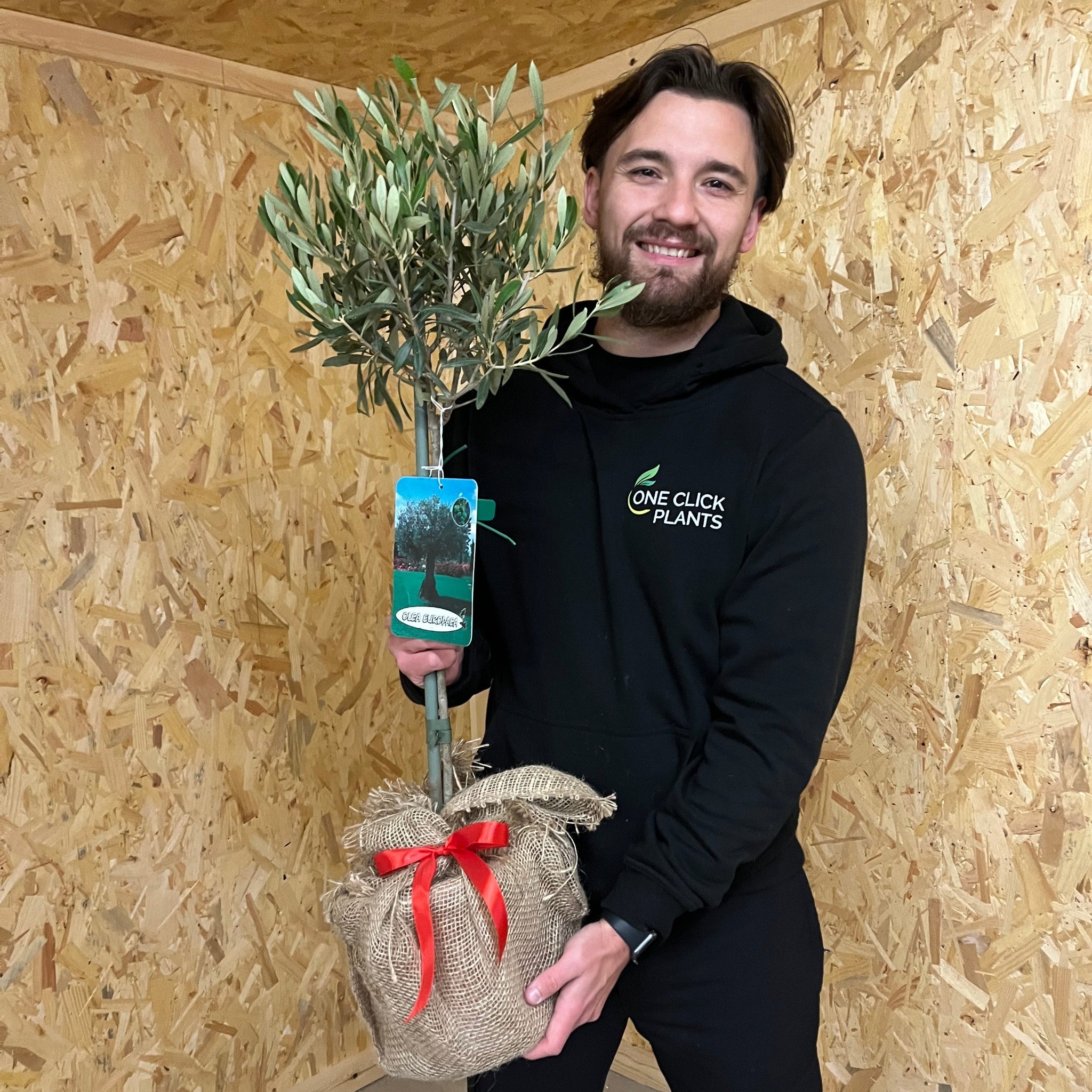 Olive Tree | Olea europea