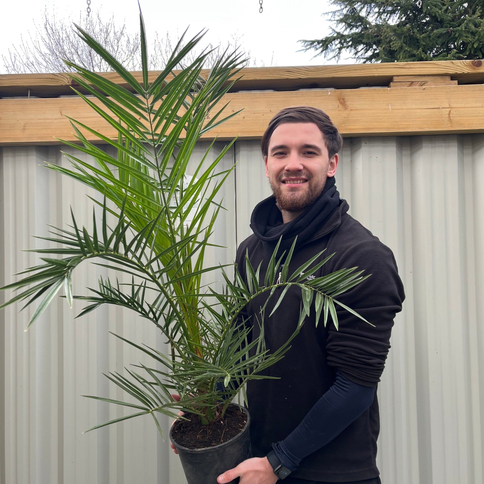 Phoenix Palm | Phoenix canariensis 'Canary Island Date Palm' 60-70cm / 70-80cm