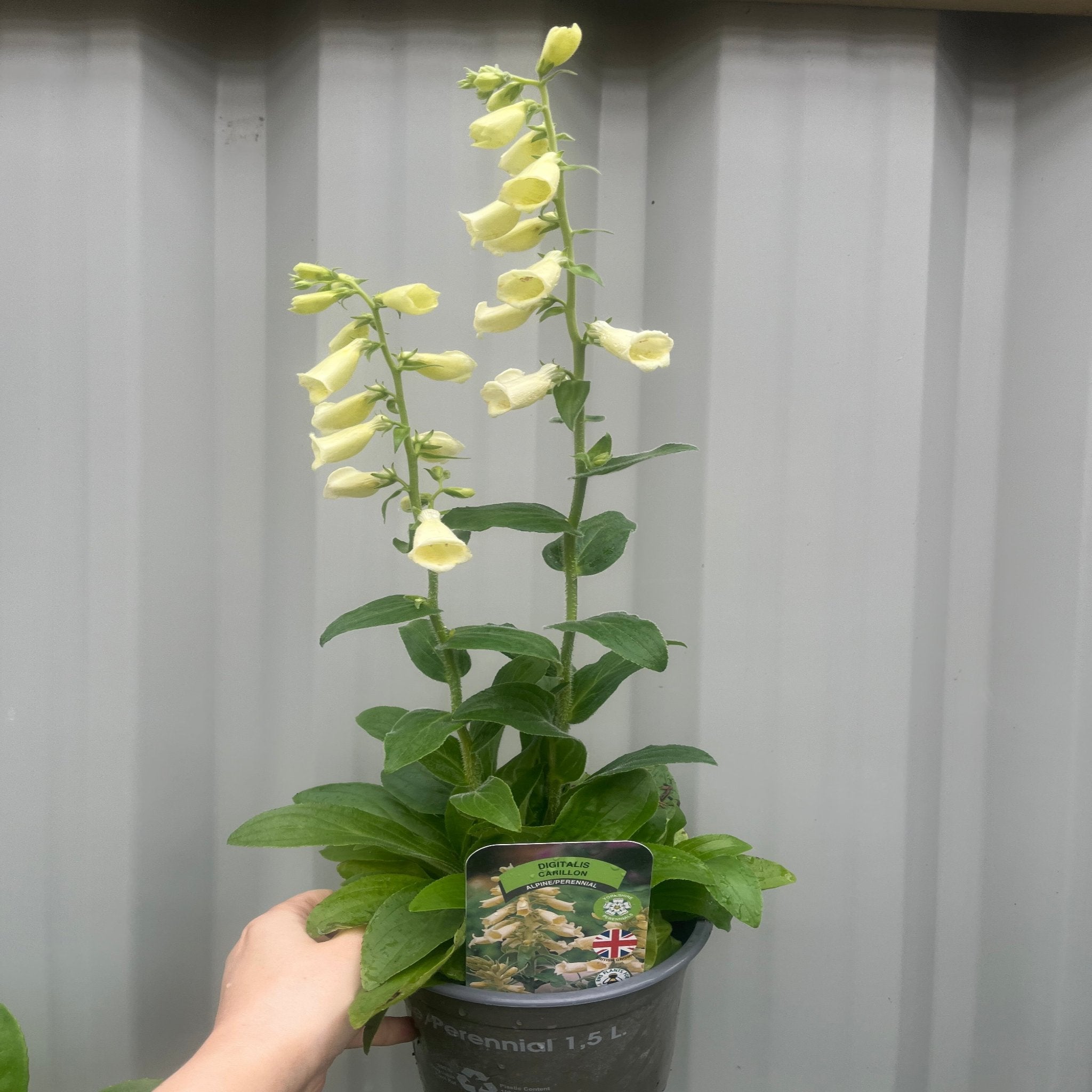 Digitalis grandiflora 'Carillon' Dwarf Foxglove 9cm