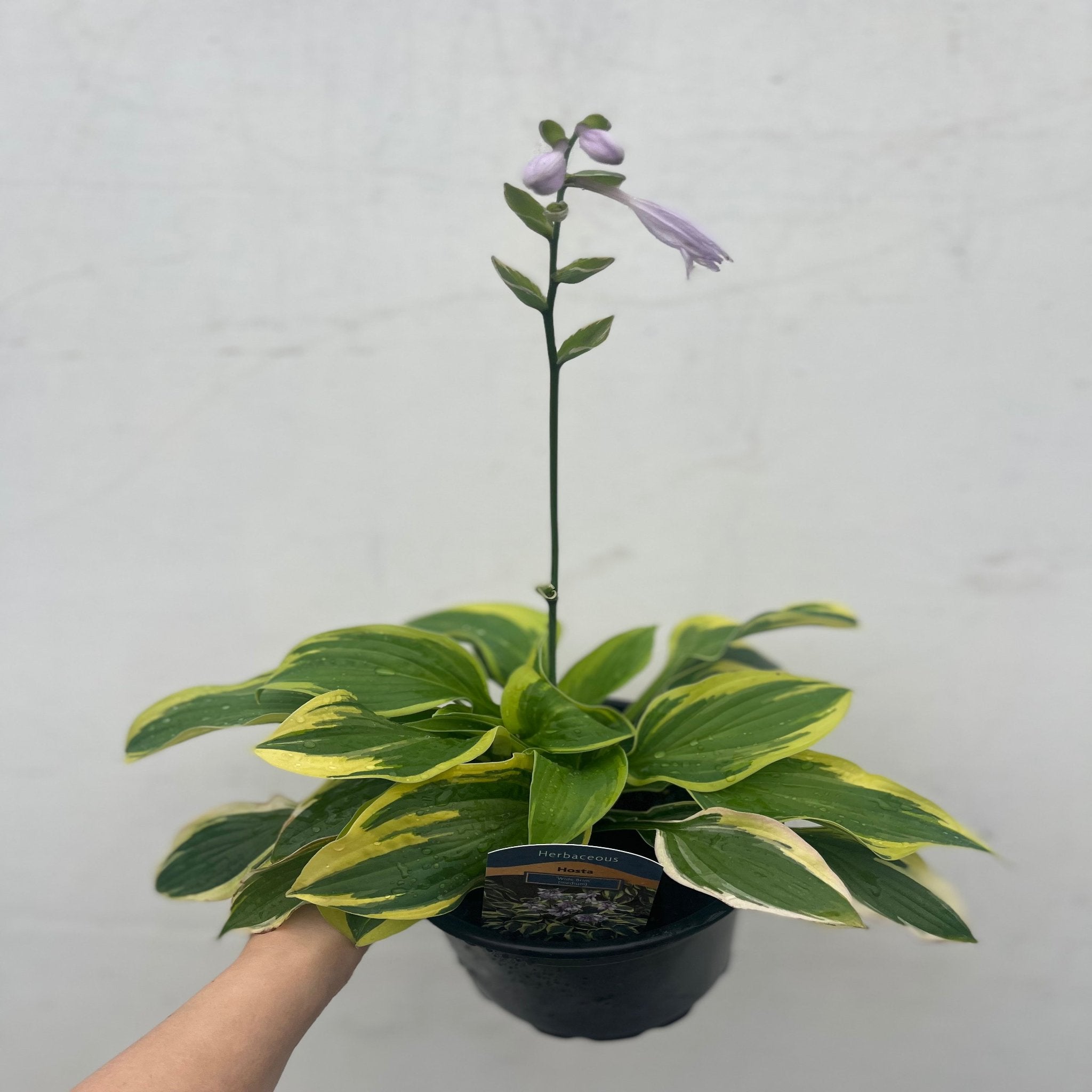 Hosta 'Wide Brim' 9cm/2L