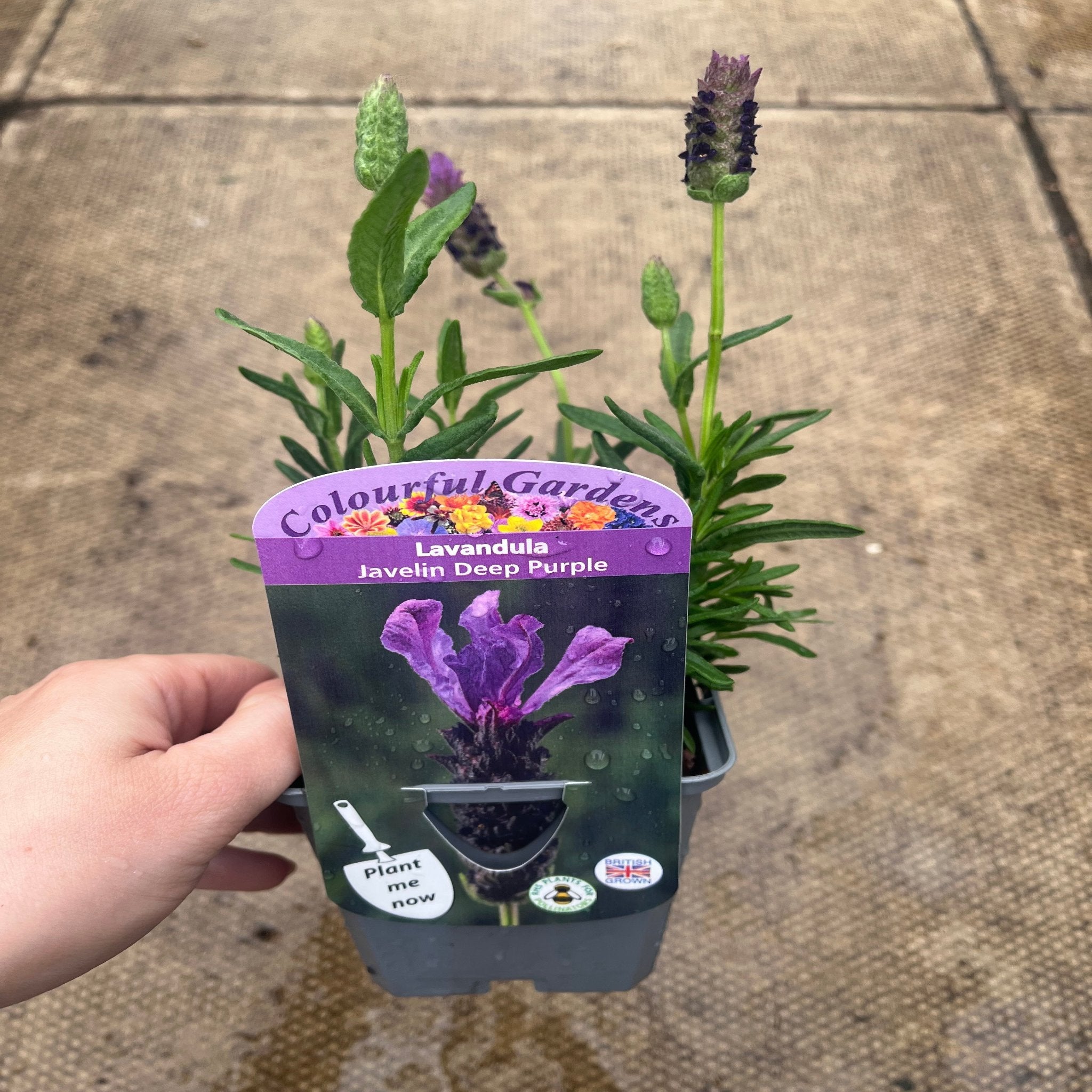 Lavender Stoechas - Javelin Deep Purple 9cm/1.5L/2L
