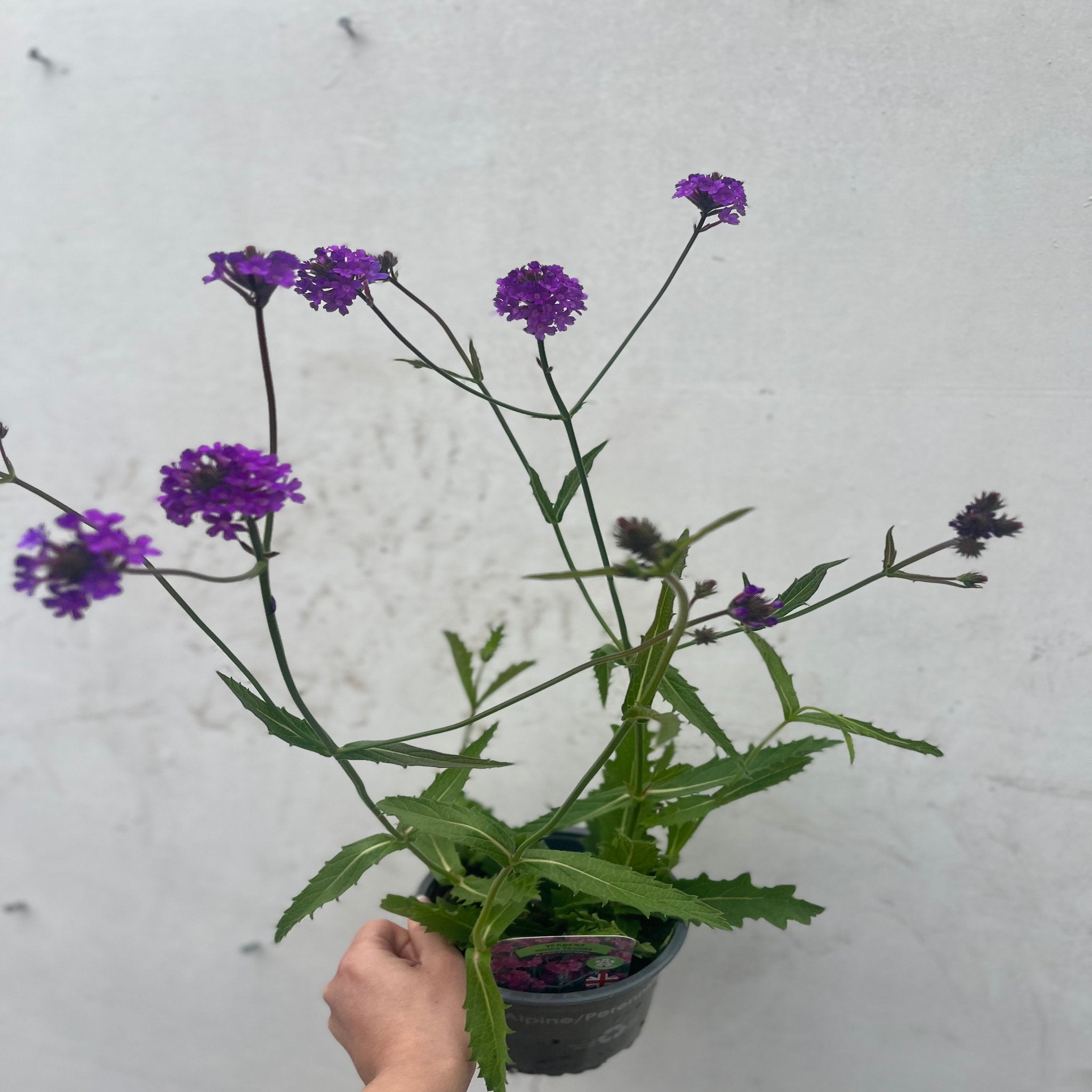 Verbena 'Rigida' 9cm/1.5L/2L