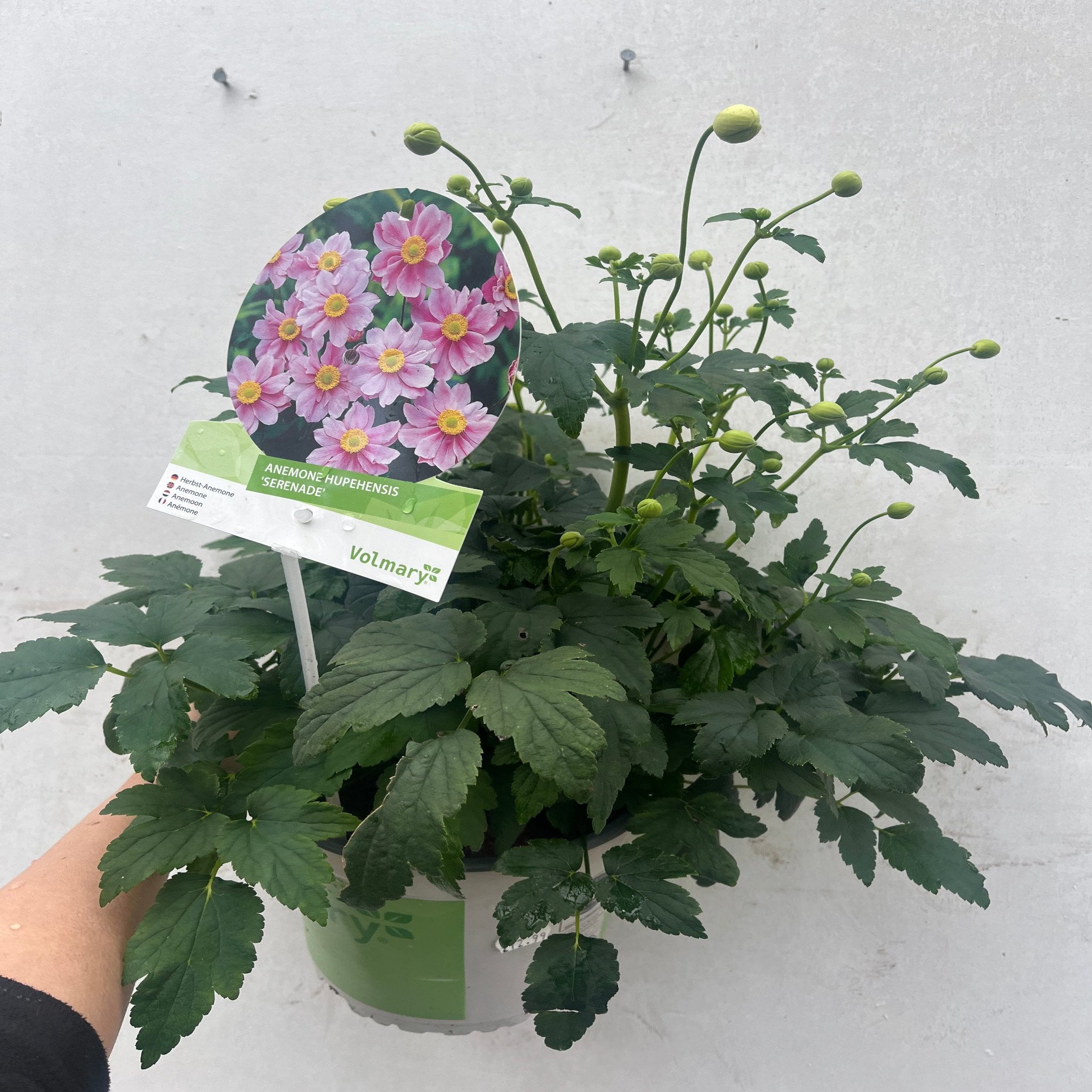 Anemone hupehensis 'Serenade' 2L