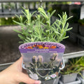 Lavender stoechas 'Javelin White' 9cm/1.5L
