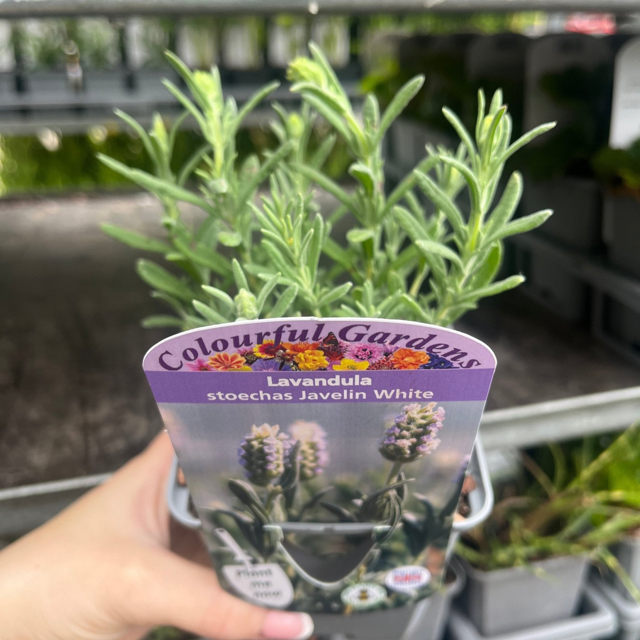 Lavender stoechas 'Javelin White' 9cm/1.5L
