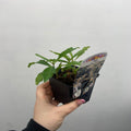 Aster ager. Ashvi 9cm