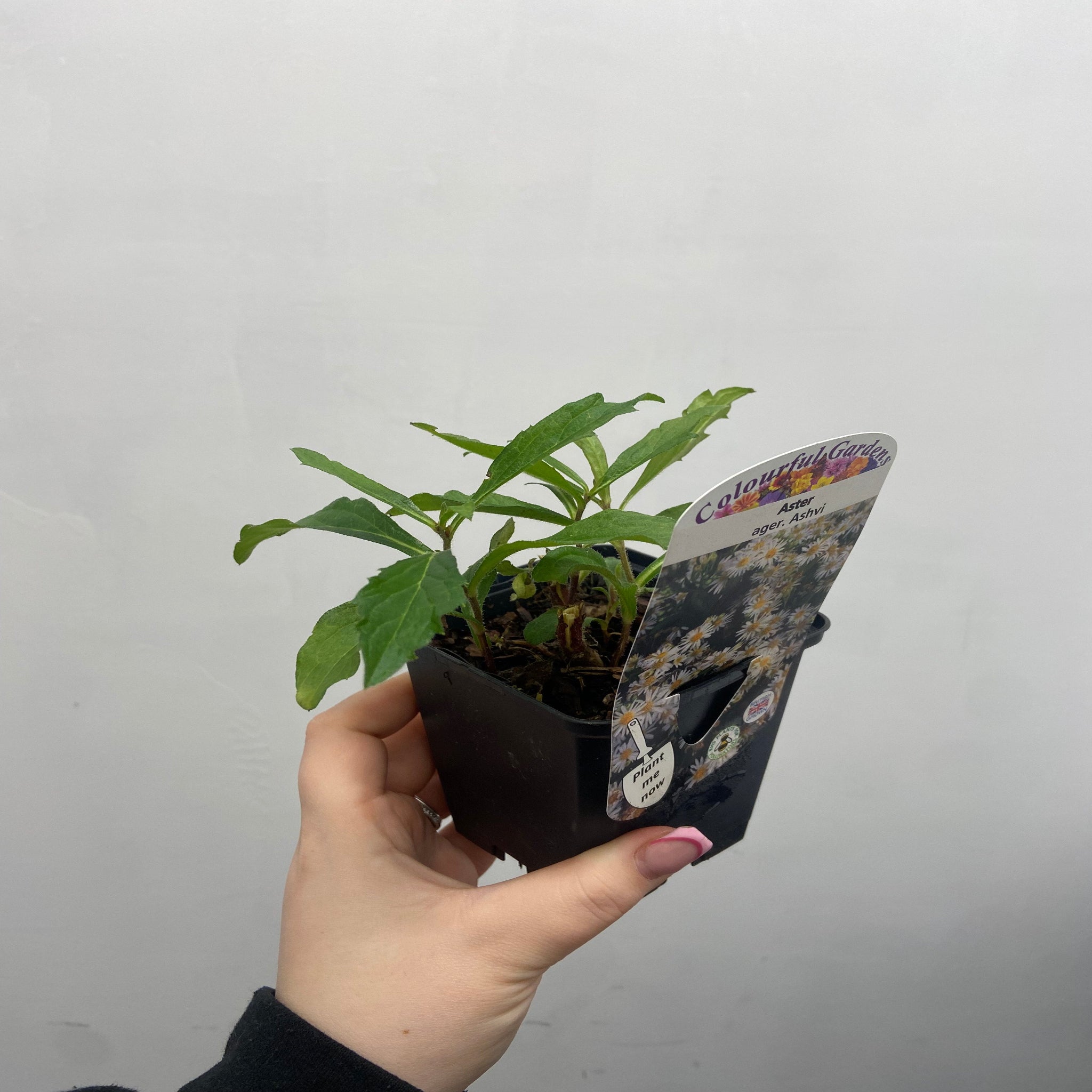 Aster ager. Ashvi 9cm