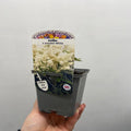 Astilbe  arendsii White 9cm/2L