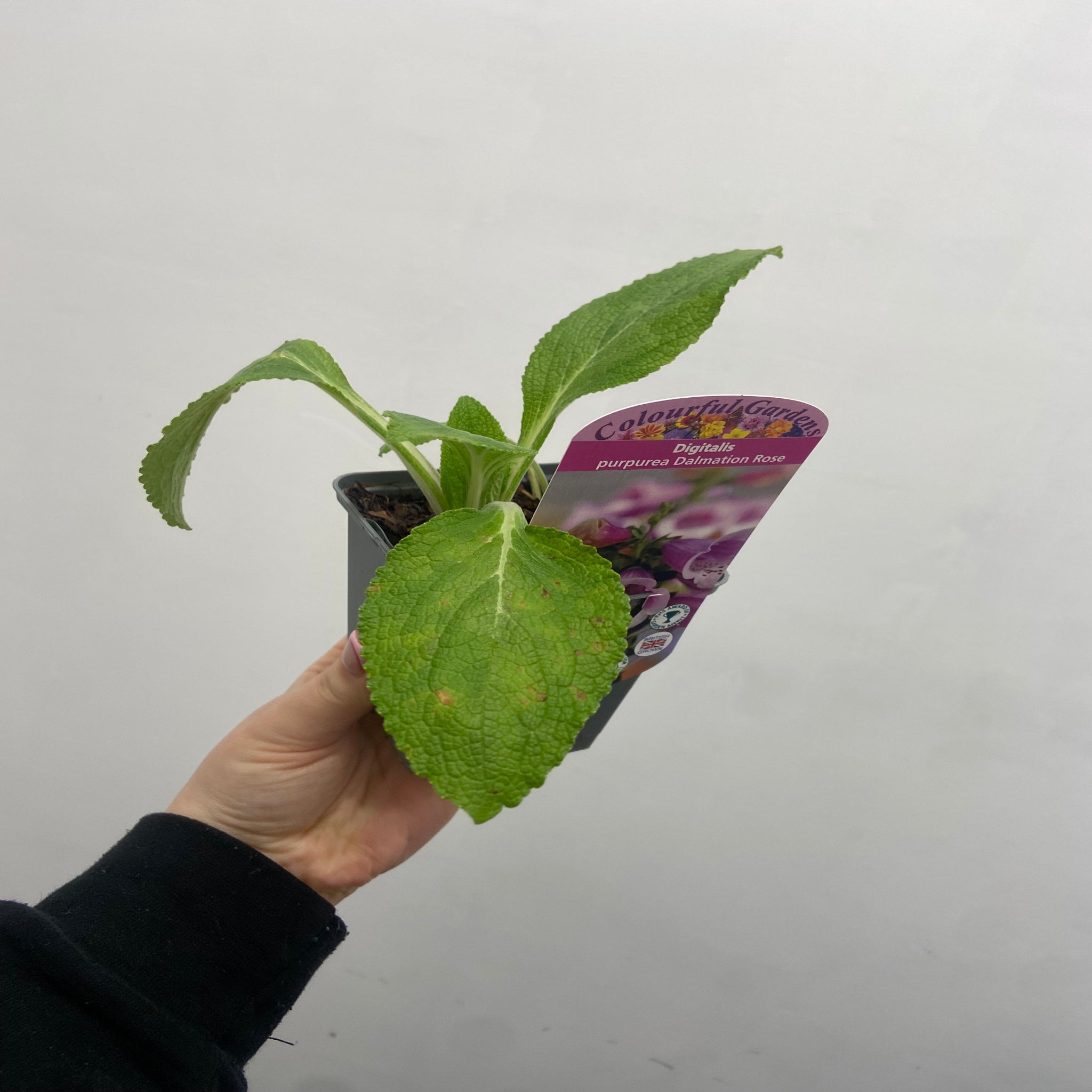 Digitalis purpurea 'Dalmation Rose' 9cm/1.5L/3L