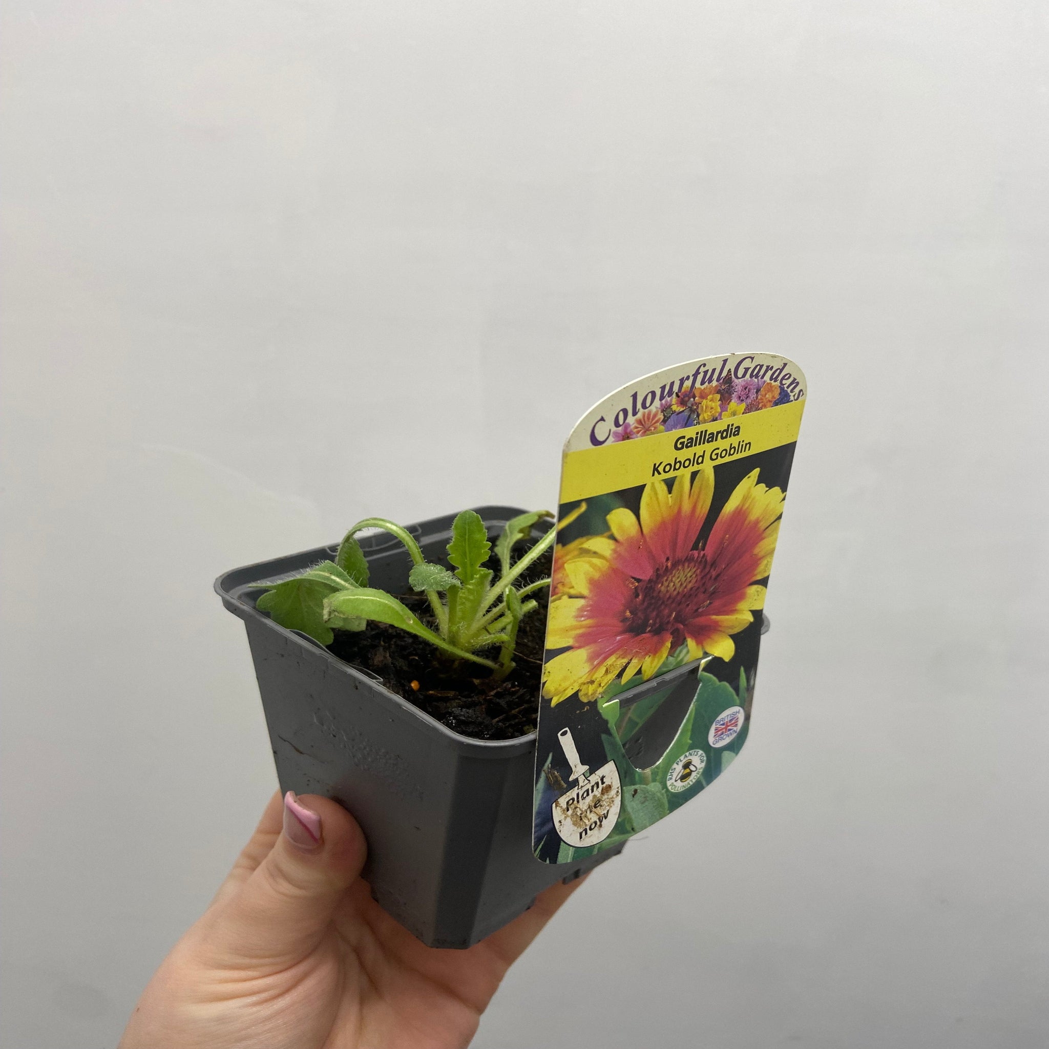 Gaillardia 'Kobold Goblin' 9cm