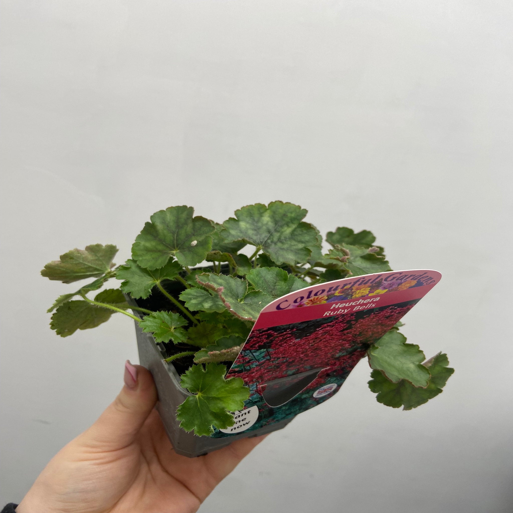 Heuchera 'Ruby Bells' 9cm/2L Growers Pot