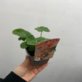 Hollyhock (Alcea) 'Chater's Apricot ' 9cm/1.5L/2L