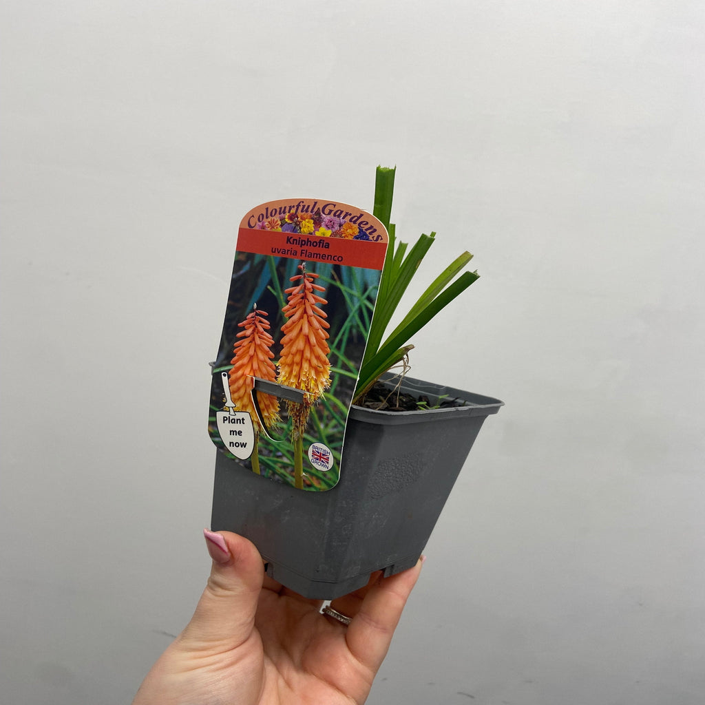 Kniphofia uvaria 'Flamenco' (Red Hot Poker) 9cm/2L