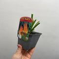 Kniphofia uvaria 'Flamenco' (Red Hot Poker) 9cm/2L