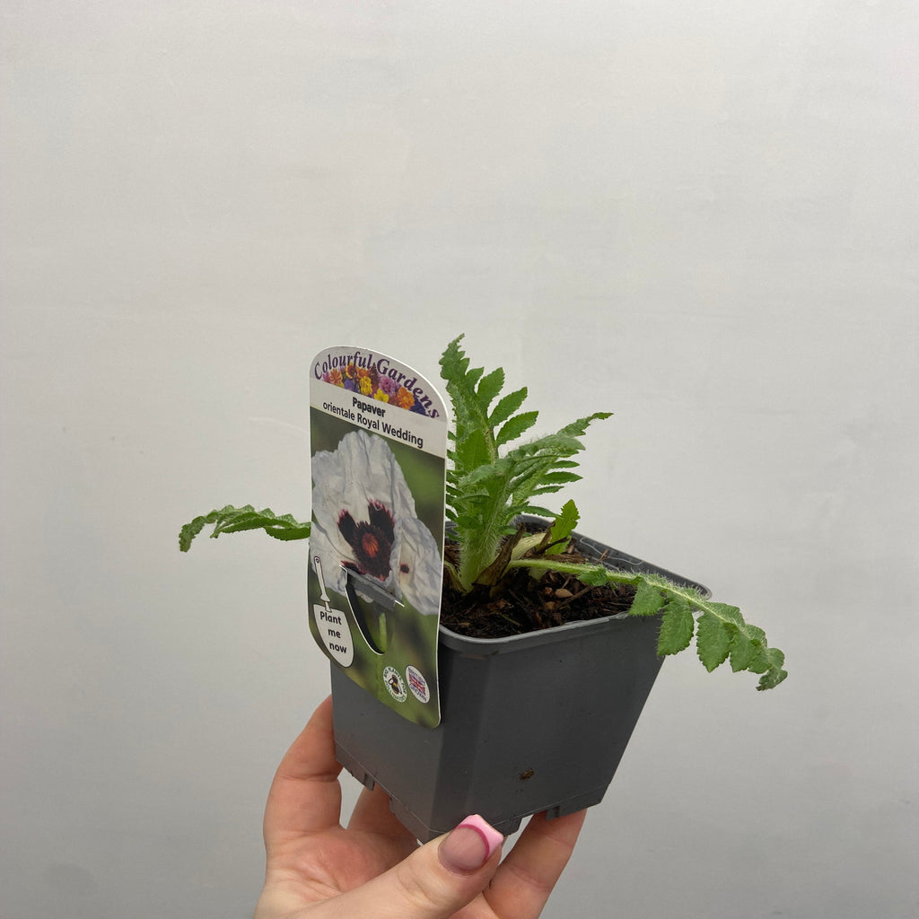 Papaver orientale  'Royal Wedding' | Oriental Poppy 9cm/2L