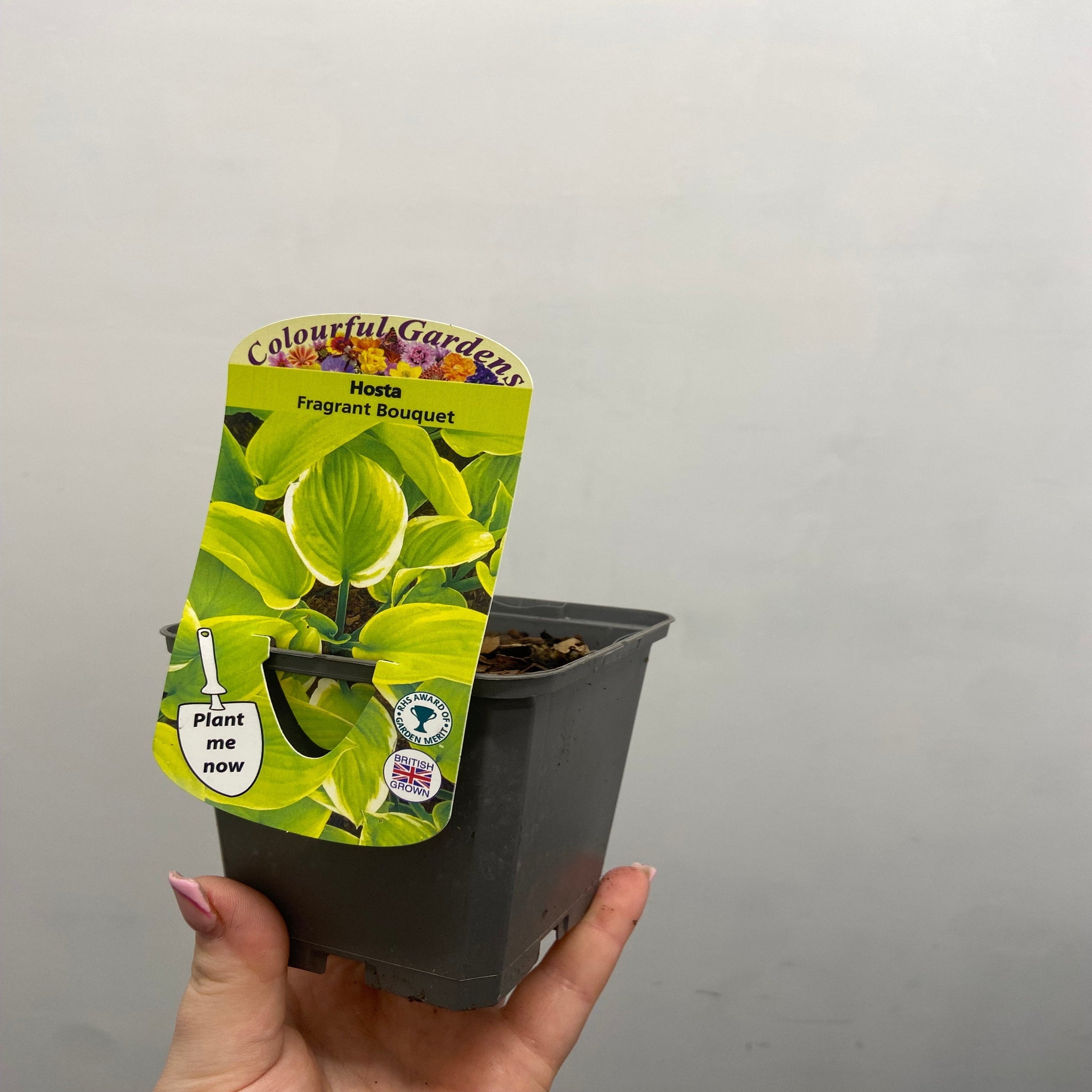 Hosta 'Fragrant Bouquet' 9cm/1.5L