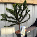 Araucaria Araucana Monkey Puzzle Tree  | Large Tree | 7.5L Pot | Height including pot 70-80cm