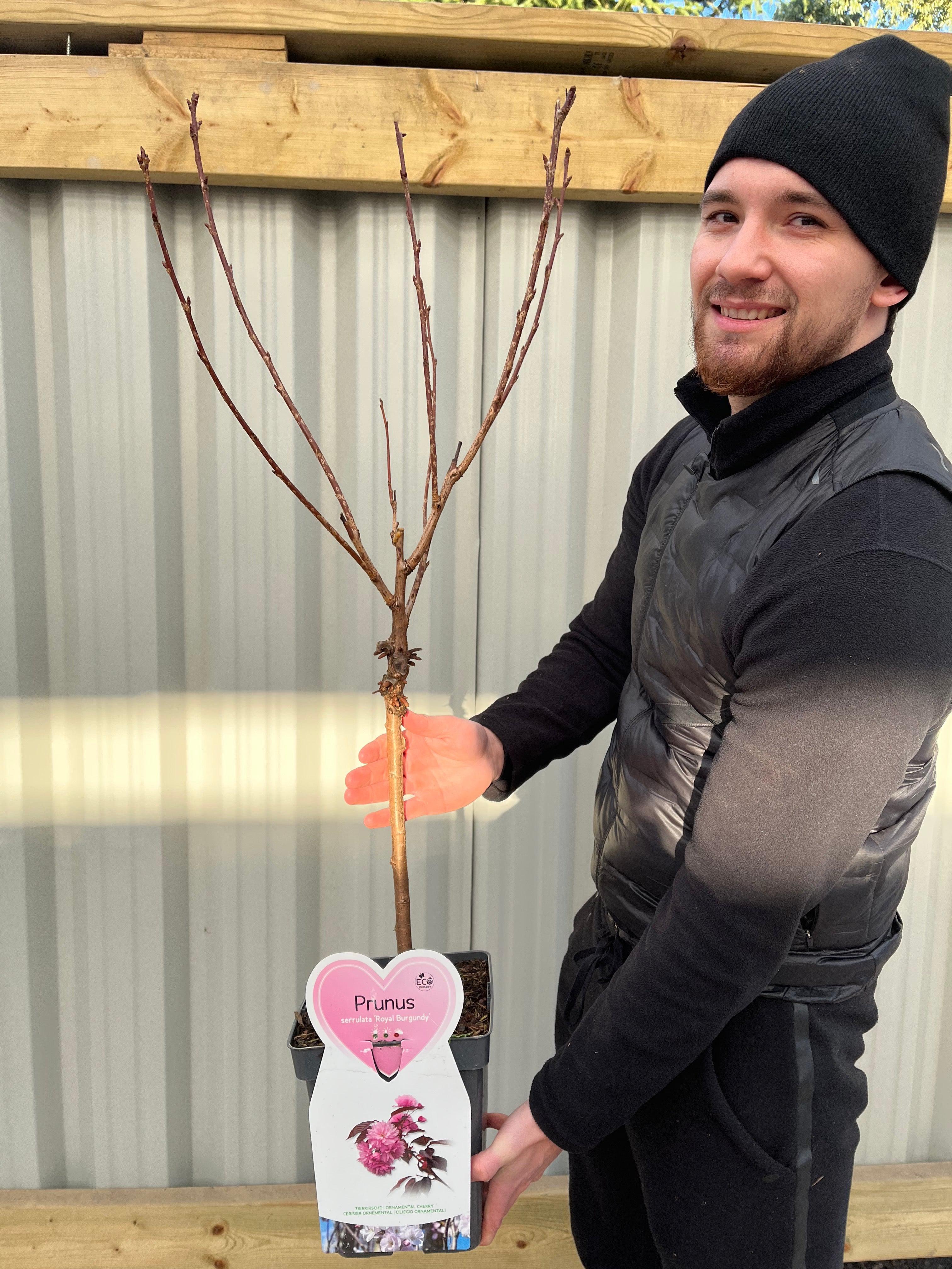 Ornamental Flowering Cherry Blossom Tree Dwarf - Prunus serrulata 'Royal Burgundy' 1m (PRE ORDER W/C 12/01)