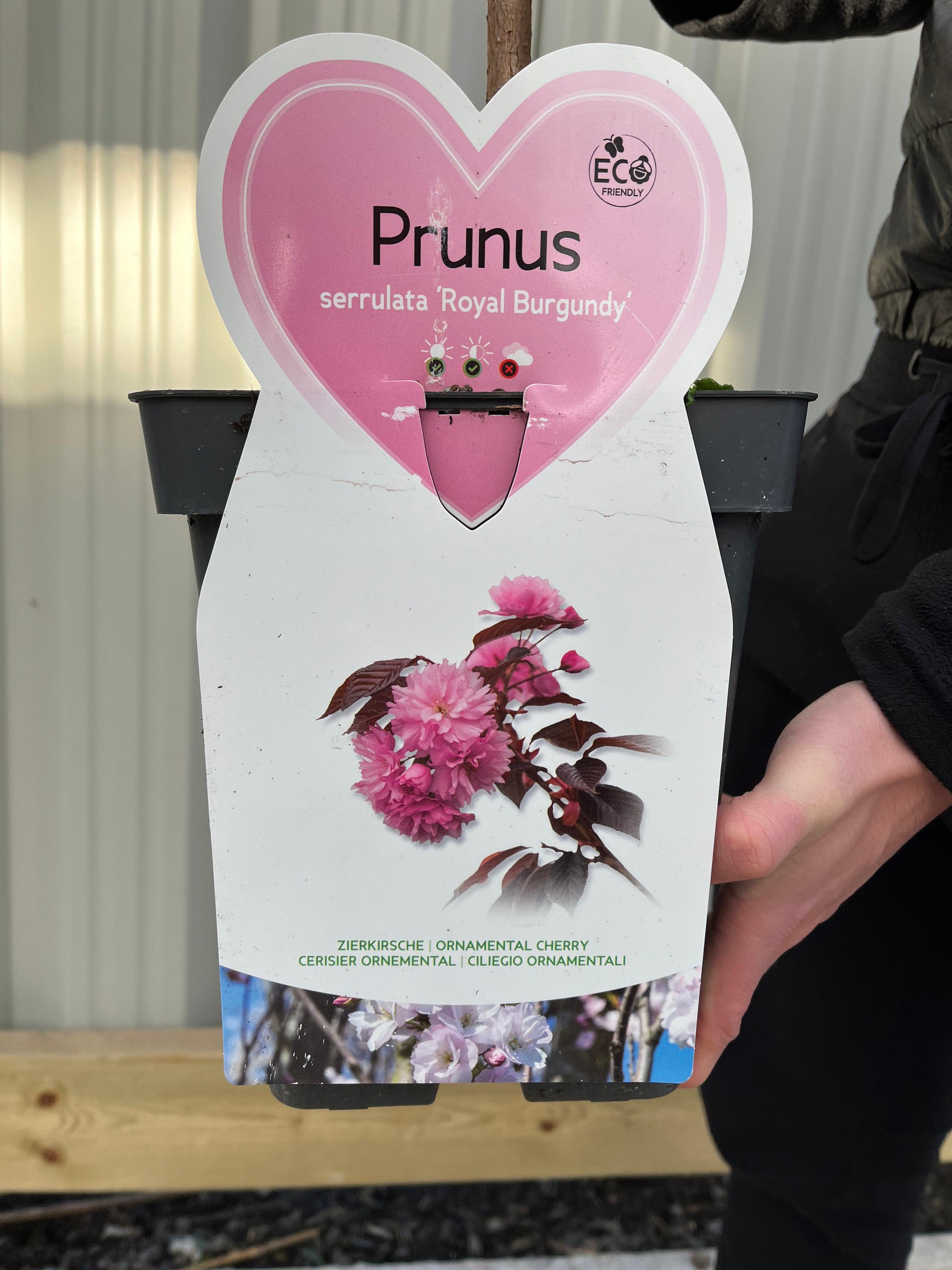 Ornamental Flowering Cherry Blossom Tree Dwarf - Prunus serrulata 'Royal Burgundy' 1m (PRE ORDER W/C 12/01)