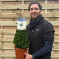 Buxus/Topiary Cone (Buxus Sempervirens)