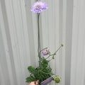 Scabious Butterfly Blue 9cm/2L